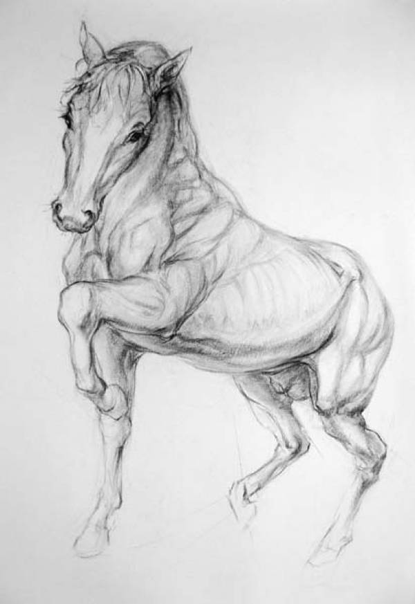 Equus II